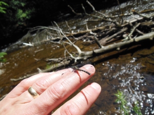 Dragonfly on My Hand, High Falls Park Trail, NY, July 16, 2015