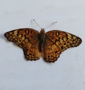 Do The Dead Dream? Dead Monarch Butterfly Oct 11, 2015