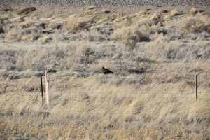 Wyoming Golden Eagle. (© F. P. Dorchak, March 7, 2017)